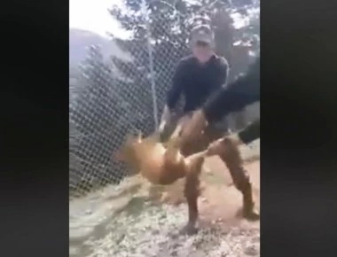 Συγκλονισμένη η Κόνιτσα από το περιστατικό κακοποίησης σκύλου από στρατιώτες- Τι δηλώνει ο θείος